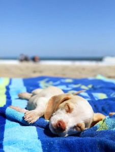 Pet Friendly Rooms Sunset Beach NC