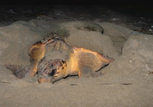 Sunset Beach Turtle Watching