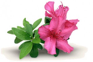 Azalea Festival