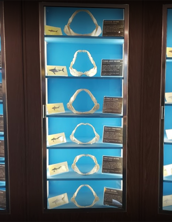 Museum of Coastal Carolina