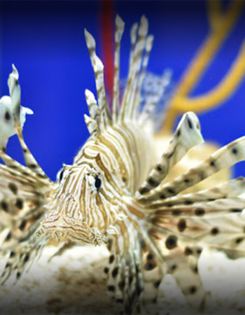 Museum of Coastal Carolina