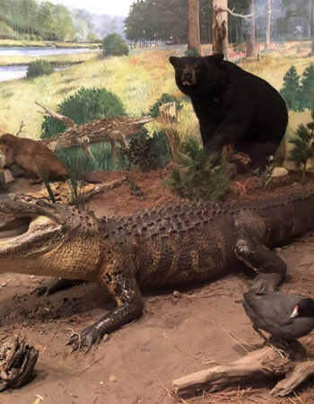 Museum of Coastal Carolina