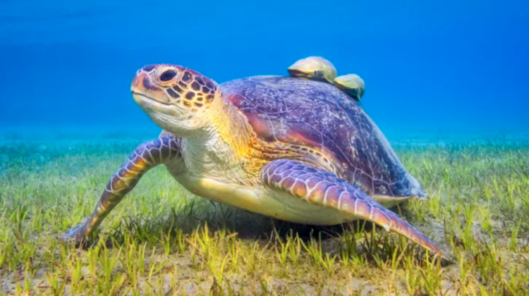 Facts-You-May-Not-Know-About-Sea-Turtles-750x420