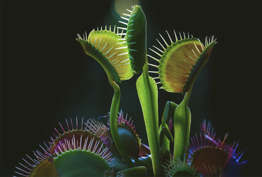 Flytrap Town Documentary to save the rare venus flytrap